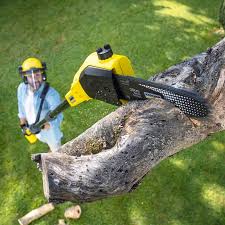 Best Lawn Disease Treatment  in USA